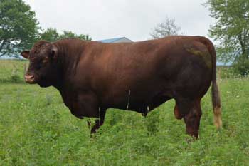 ROTOKAWA RCC 97K - Polled Registered Devon Bull