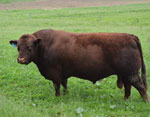 BROOKVIEWS Z61 - Registered Devon Bull