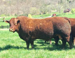 4 SEASONS GEORGE - Registered Devon Bull