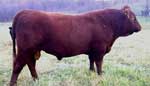 PAX TERRA ROY - Registered Devon Bull