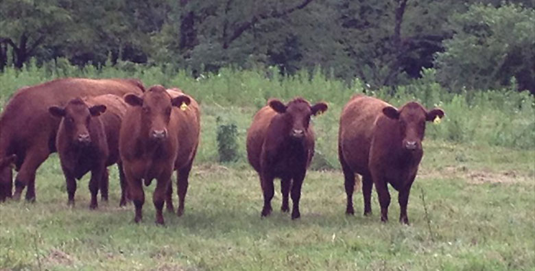 4 Seasons Farm LLC's grass-fed cattle grazing in a field.