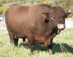 ELM CREST CHAMPION Q1 - Polled Registered Devon Bull