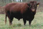 APPLEWOOD FARM JOSH - Registered Devon Bull