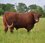 PAX TERRA ROY - Registered Devon Bull