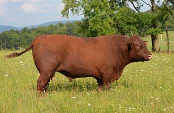 Keystone God - Polled Registered Red Devon Bull