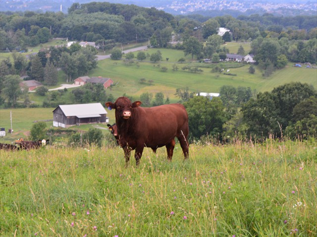 2-Yr Old Paxterra Roy Son