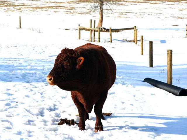 4 SEASONS ROY's Sire, PAX TERRA ROY