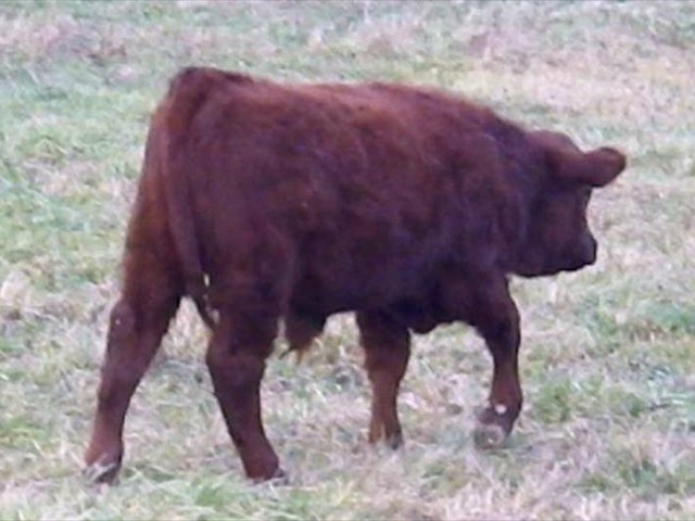 4 SEASONS ROY (as a calf)