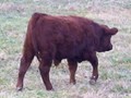 4 SEASONS ROY (as a calf)