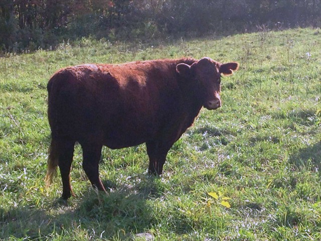 ADVENTURE ROTOKAWA ADV 97K -- 2 yr old Daughter