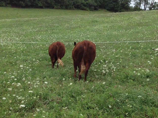 ADVENTURE ROTOKAWA ADV 97K --  3-yr Old Daughter with calf