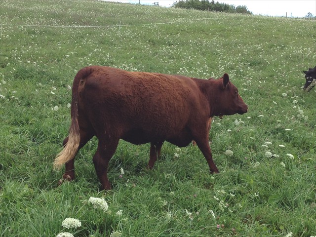 ADVENTURE ROTOKAWA ADV 97K -- 2-yr Old Daughter