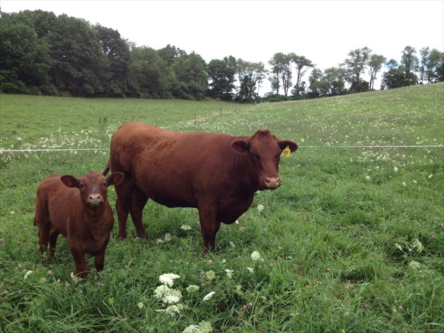 ADVENTURE ROTOKAWA ADV 97K -- 3-Yr Old Daughter