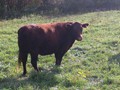ADVENTURE ROTOKAWA ADV 97K -- 2 yr old Daughter