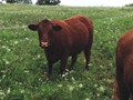 ADVENTURE ROTOKAWA ADV 97K --  2-yr Old Daughter