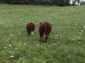 ADVENTURE ROTOKAWA ADV 97K --  3-yr Old Daughter with calf