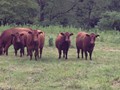 ADVENTURE ROTOKAWA ADV 97K --  Yearlings