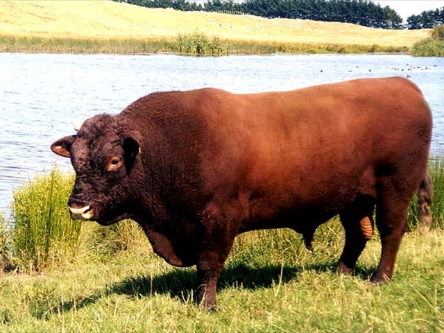 ELM CREST CHAMPION Q1 - Sire