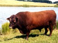 ELM CREST CHAMPION Q1 - Sire