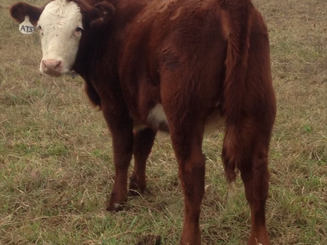 APPLEWOOD FARM JOSH - Daughter
