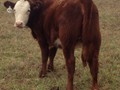 APPLEWOOD FARM JOSH - Daughter