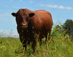 Adventure 444 Reuben - Registered Devon Bull